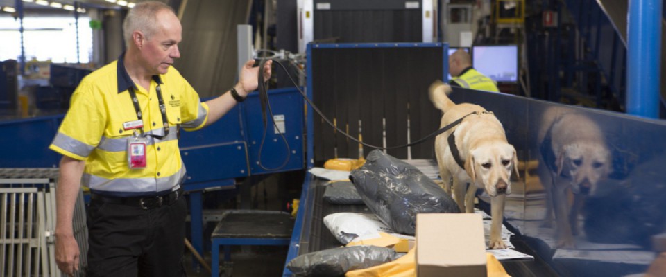 0 Dog Handler and Trainer