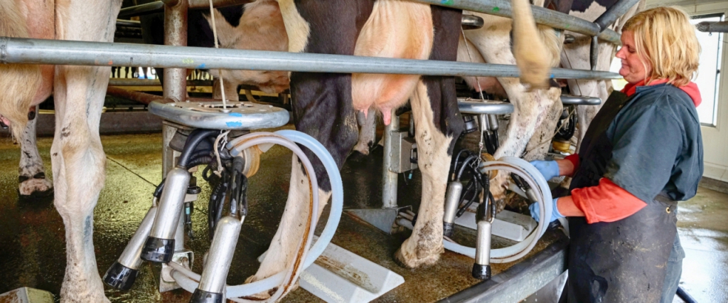 Dairy Farm worker Salary in Australia